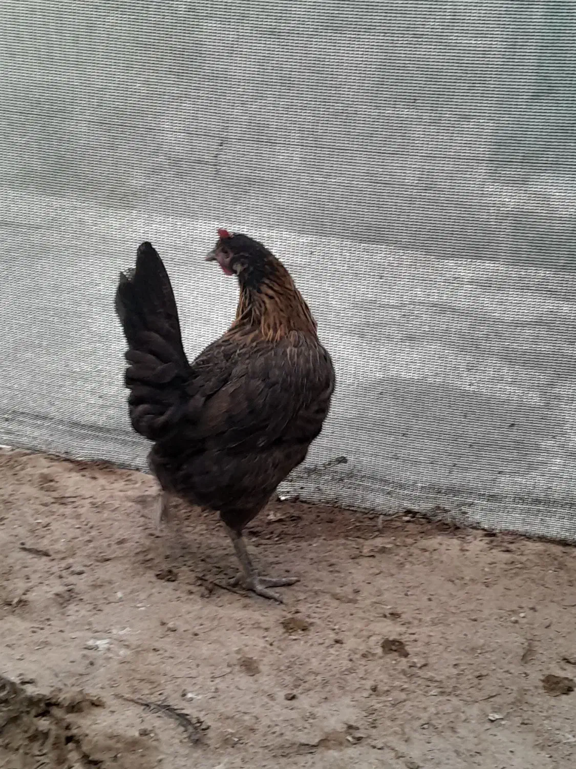 مرغ محلی اصل۵۵۰|حیوانات مزرعه|بندر دیر, |دیوار