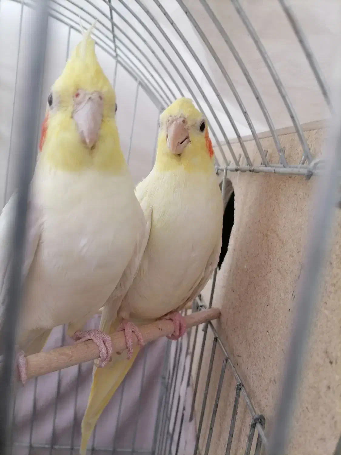 عروس هلندی لوتینو|پرنده|اردکان, |دیوار