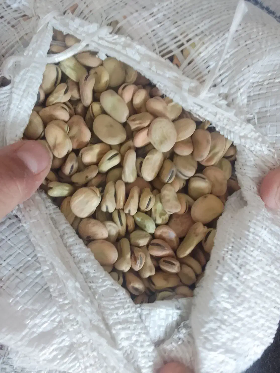 باقلا تازه|عمده‌فروشی|فسا, |دیوار