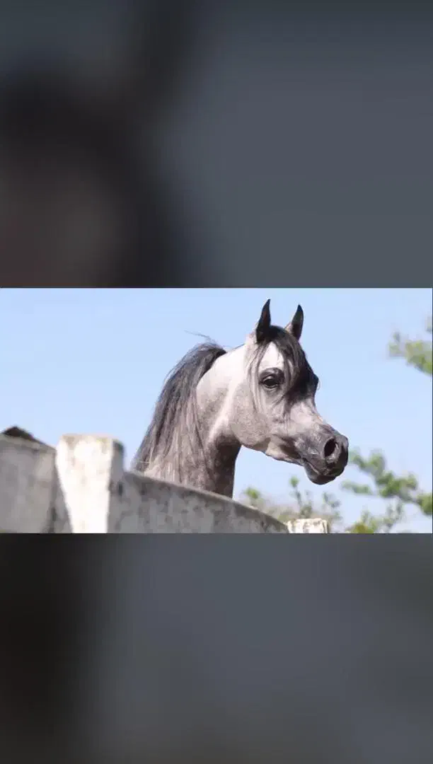 مادیان دوسر وارداتی به همراه کره مادیان دوماهه|اسب و تجهیزات اسبسواری|همدان, |دیوار