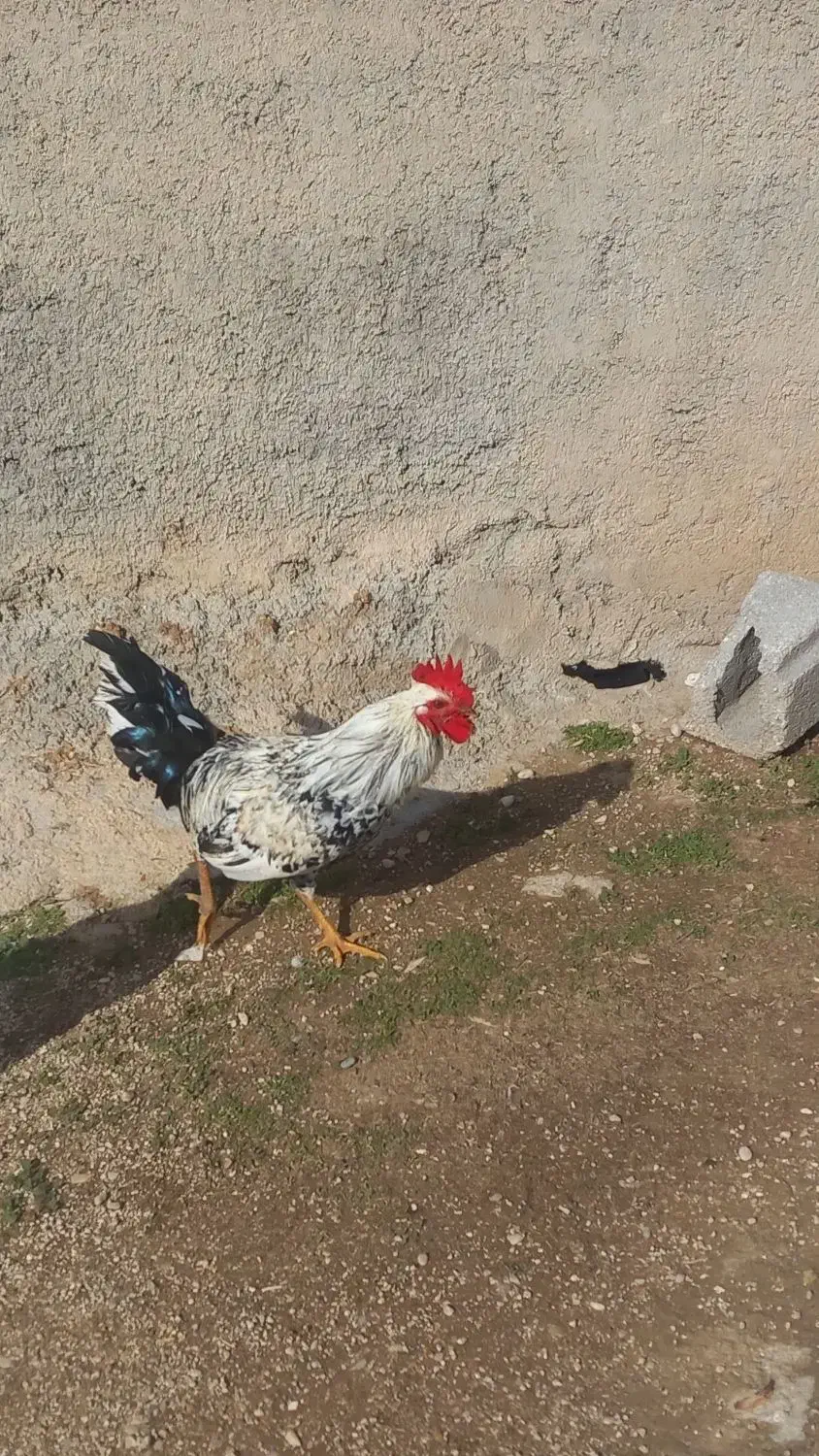 خروس|حیوانات مزرعه|سرپل ذهاب, |دیوار