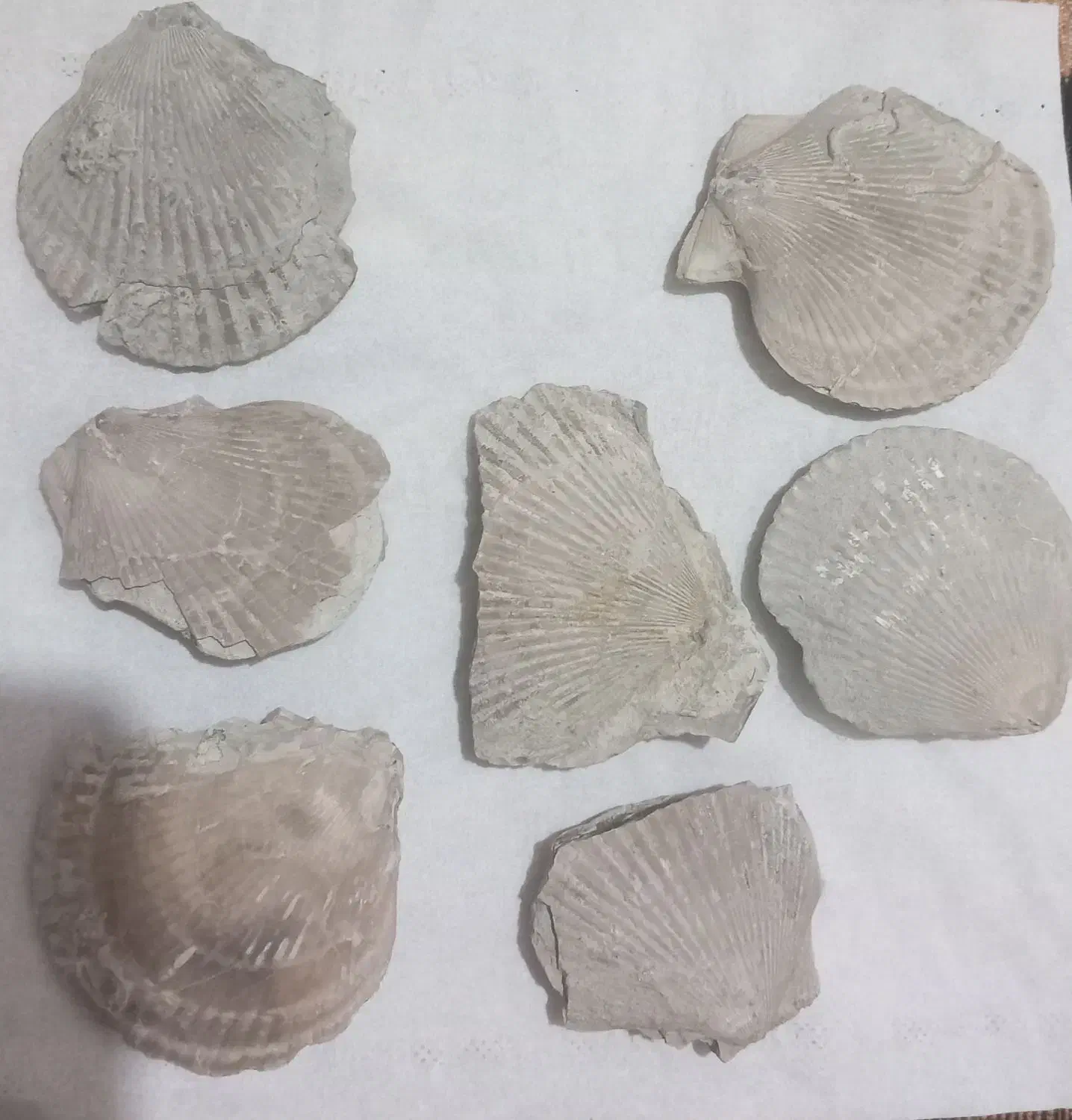 فسیل قدیمی|کلکسیون و سرگرمی|کازرون, |دیوار