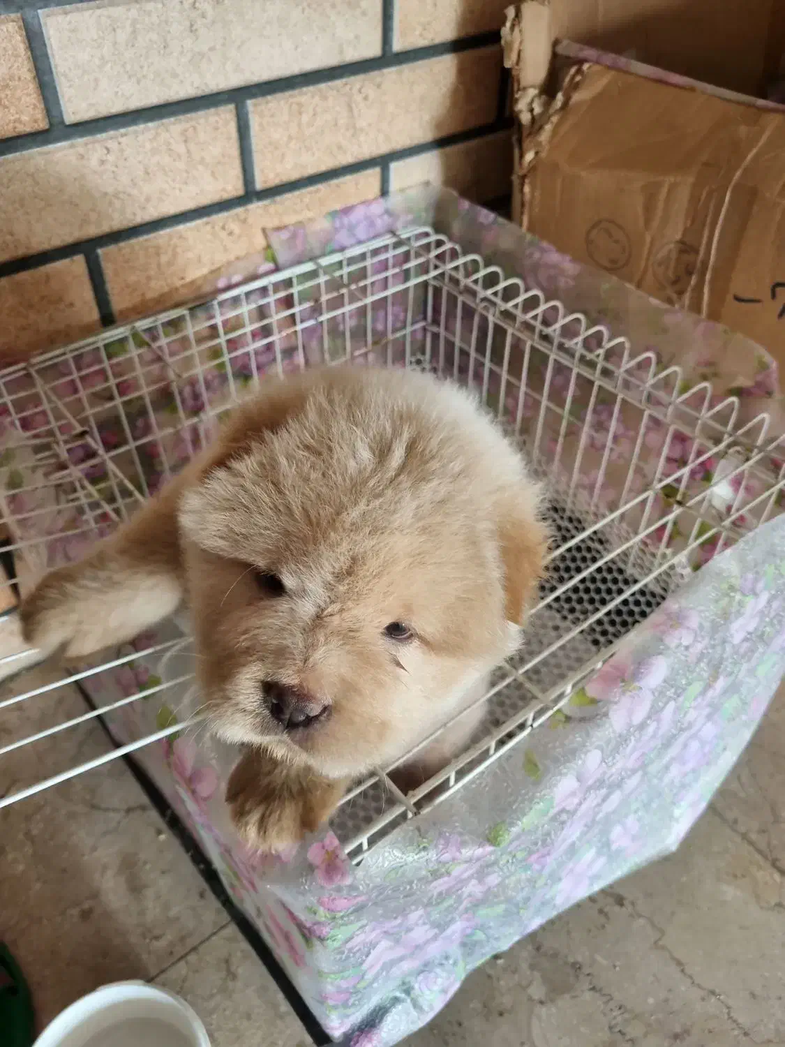 واگذاری توله چاوچاو پوزه فلت دو ماهه|سگ|بابل, |دیوار