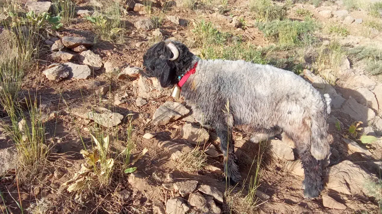 نرمیش|حیوانات مزرعه|لالی, |دیوار