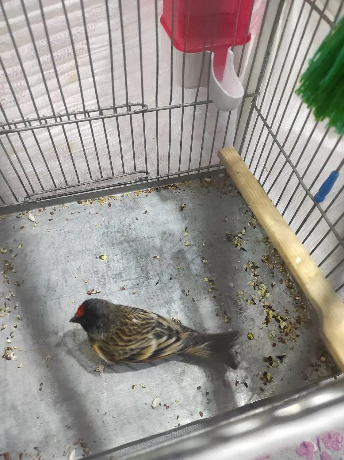 دوتا گلبسر گلدار|پرنده|بهار, |دیوار