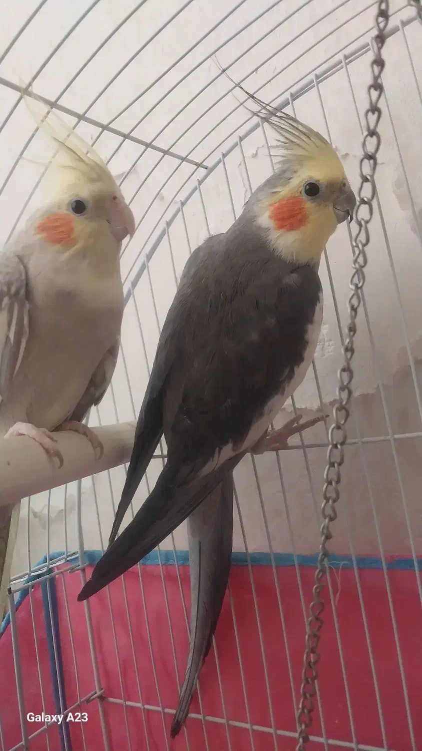 عروس هلندی|پرنده|محمدیه-قزوین, |دیوار