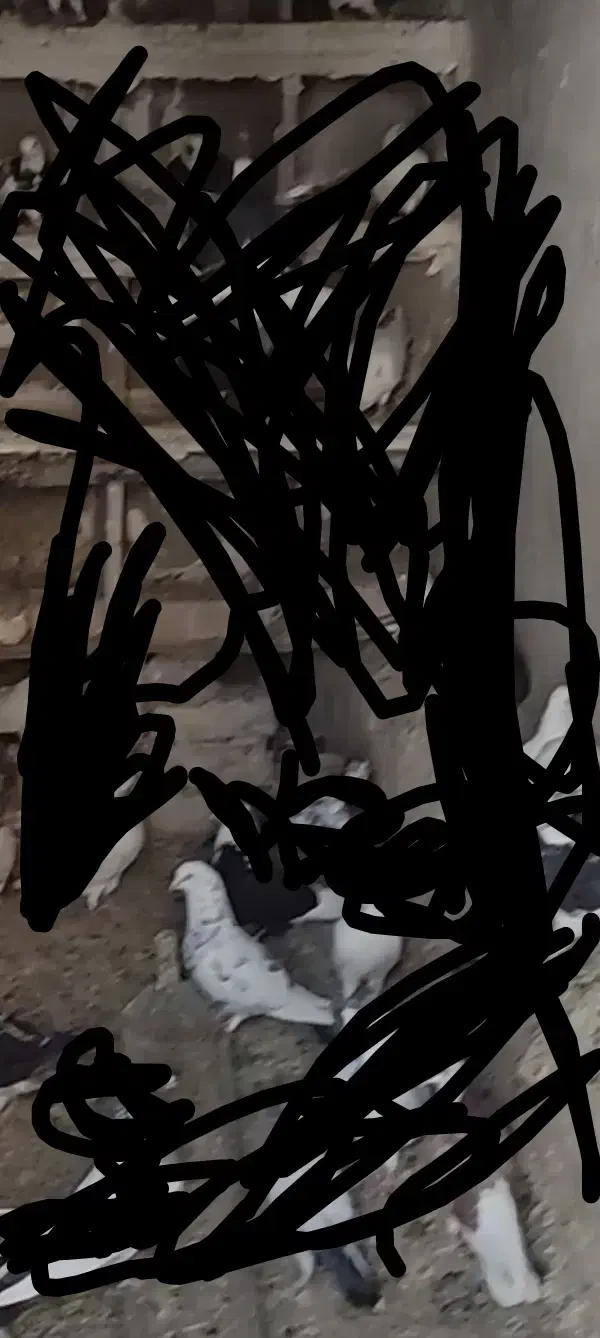 این کبوترها گم شدن دست هرکی باشه من می‌خرم|حیوانات|تویسرکان, |دیوار