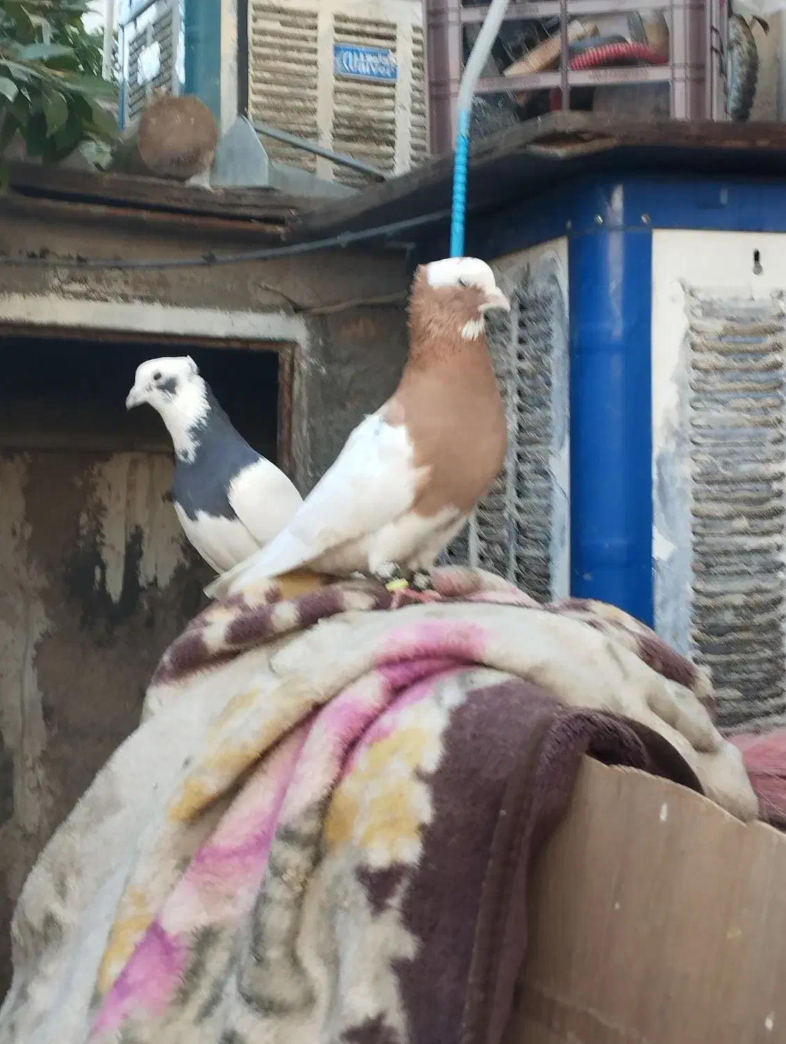 طوقی|حیوانات|شیراز, کوشک میدان|دیوار