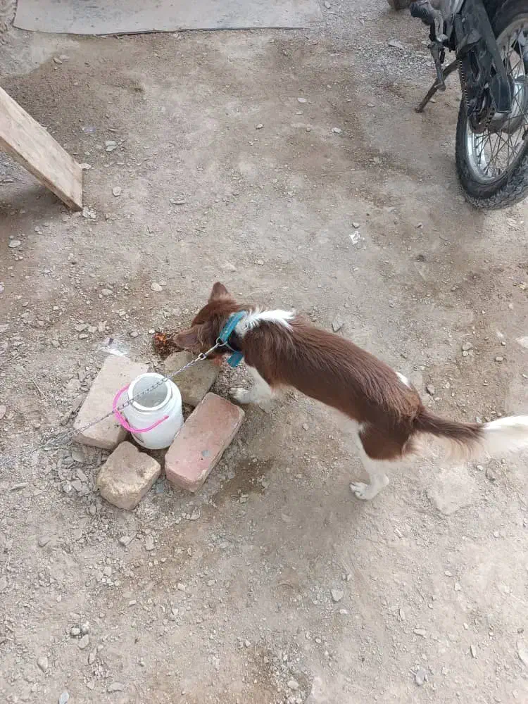 سگ پا کوتاه|سگ|سراوان, |دیوار