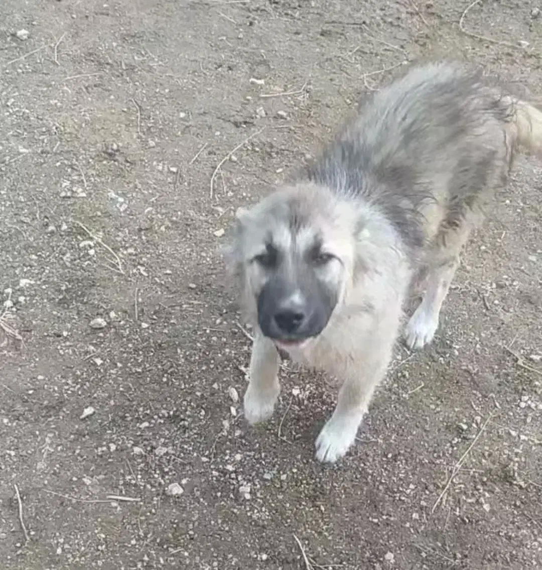 توله 3 ماهه|سگ|بازرگان, |دیوار