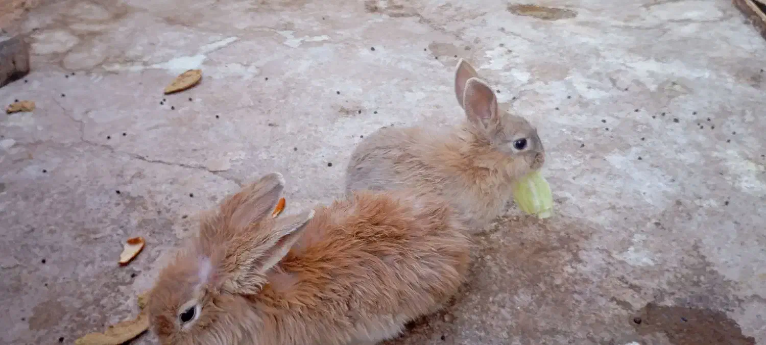 خرگوش لپ دار|موش و خرگوش|زرند, |دیوار