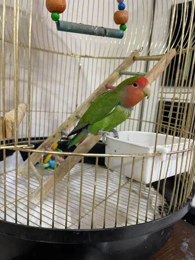 طوطی برزیلی|پرنده|کرمانشاه, |دیوار