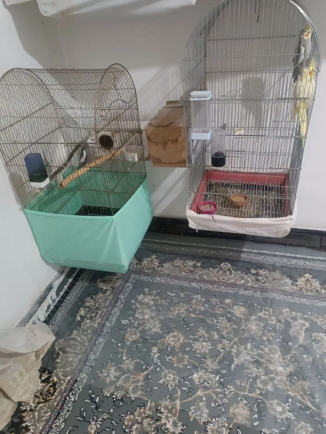 قفس کاسکویی|لوازم جانبی حیوانات|قائن, |دیوار