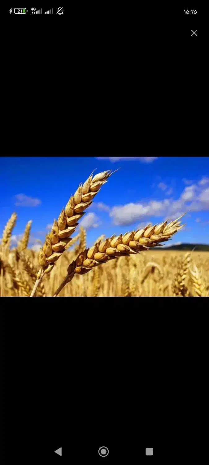فروش بذر گندم درجه 1 بوجاری شده سفید بدون زدن دارو|گل و گیاه طبیعی|چاراویماق, |دیوار