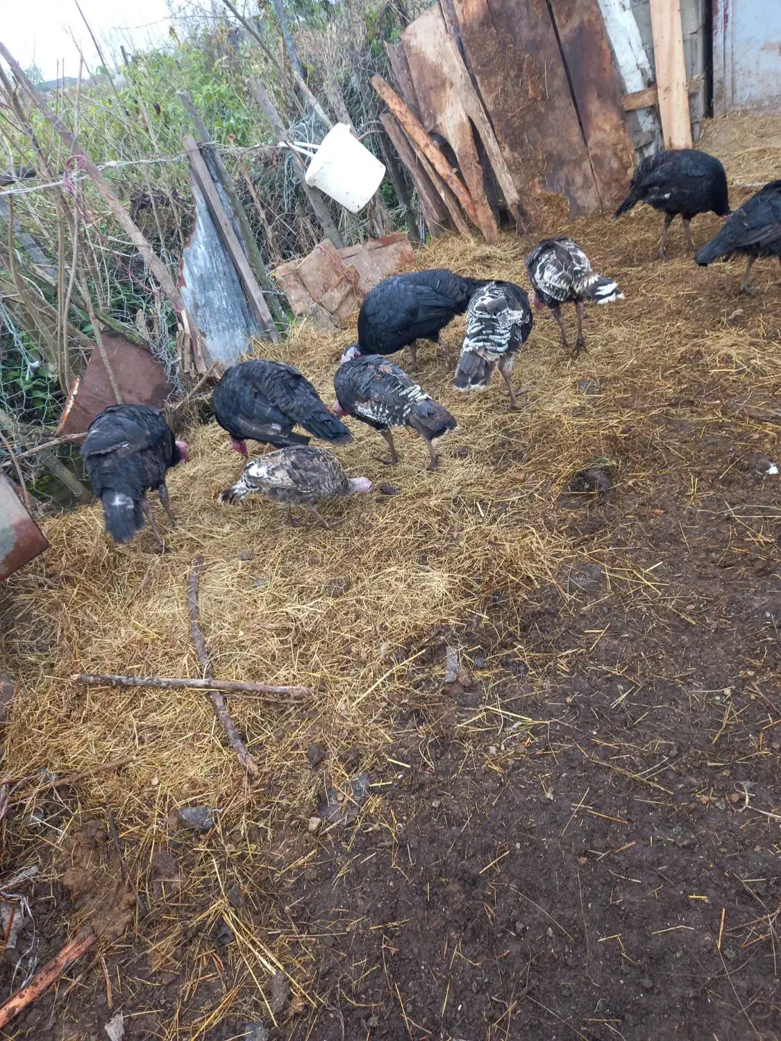 بوقلمون  ۳۵۰|حیوانات مزرعه|تالش, جوکندان|دیوار