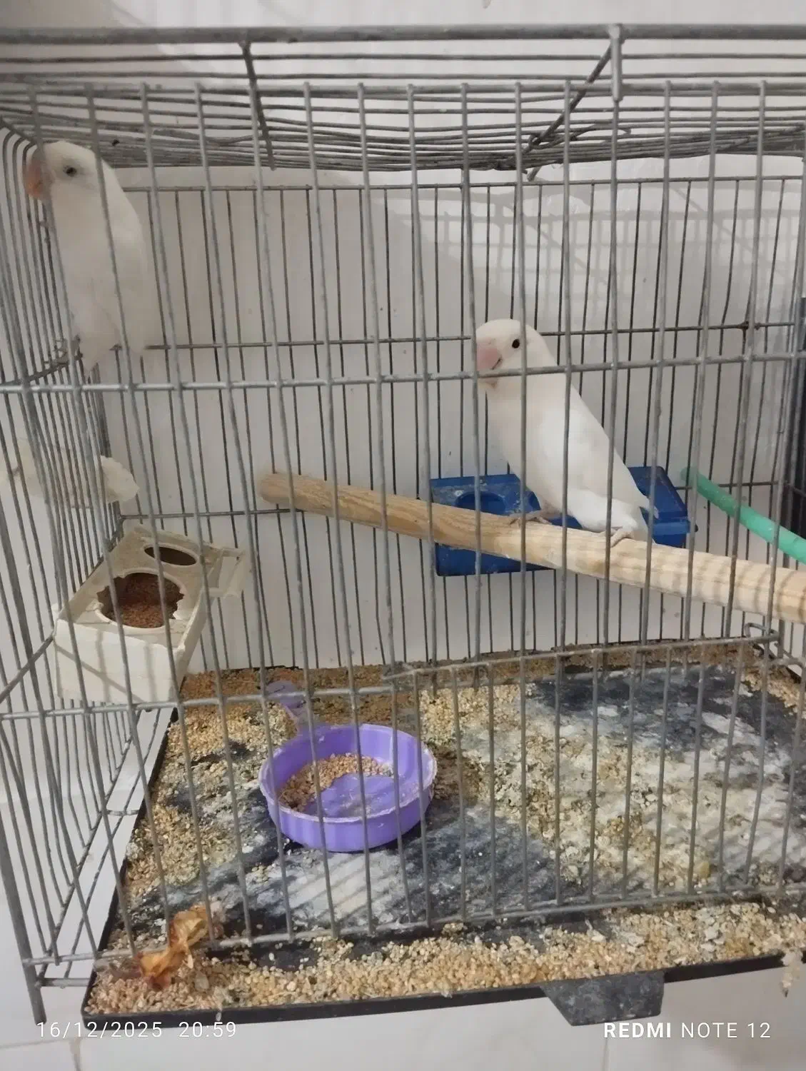 کتوله جفت با قفس|پرنده|رفسنجان, |دیوار