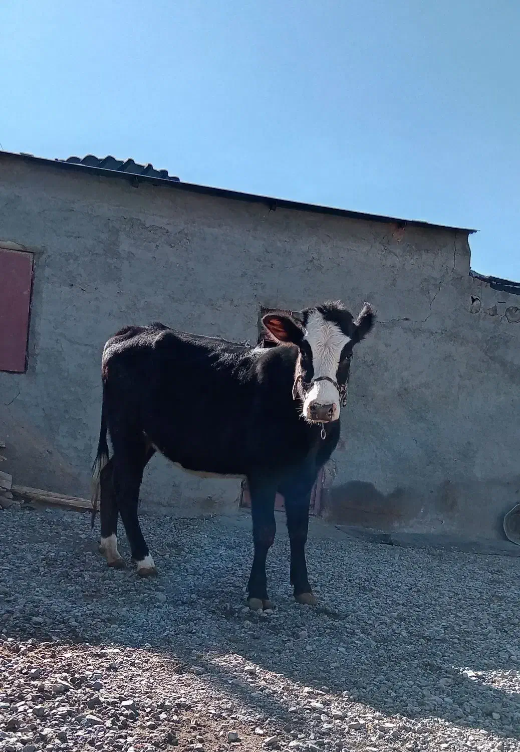 گوساله ماده آبستن|حیوانات مزرعه|دینور, |دیوار