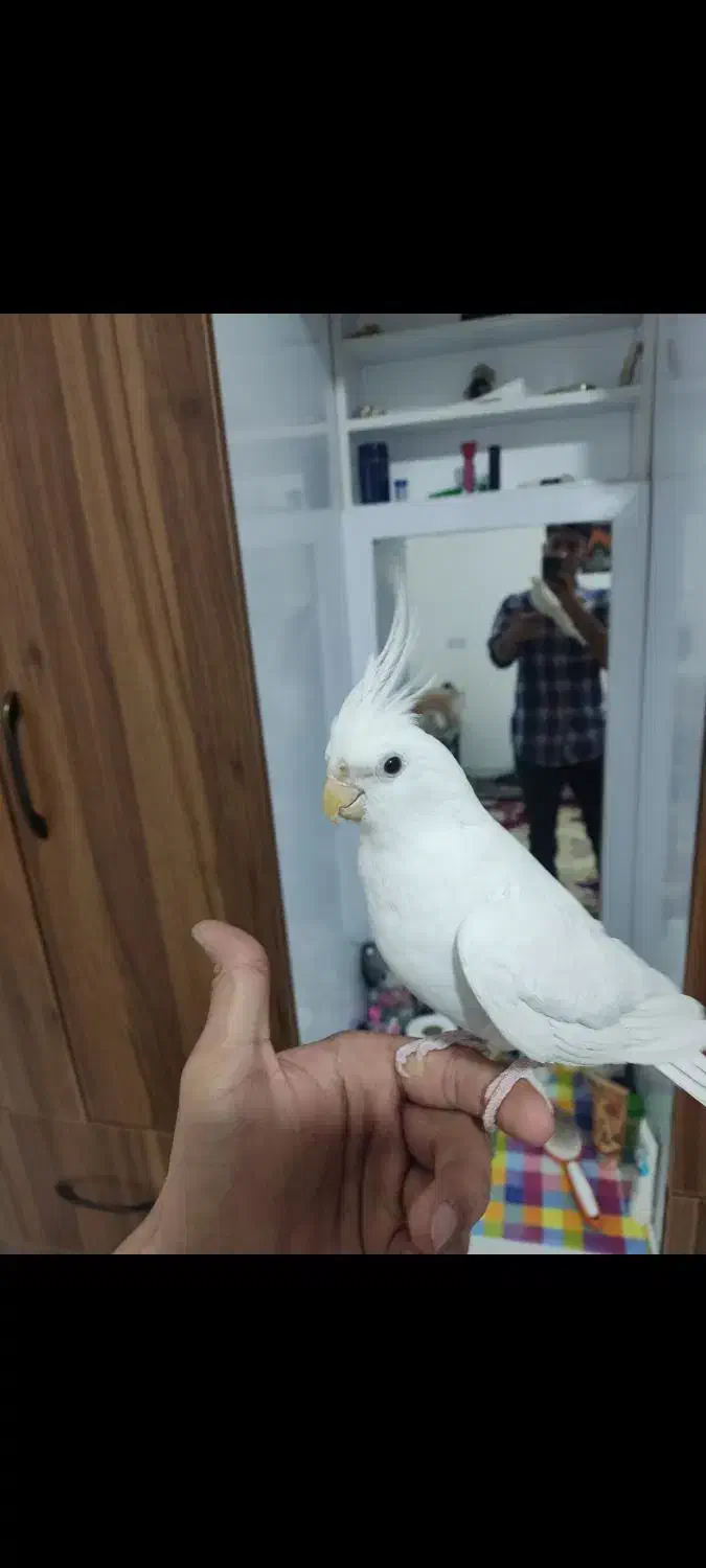 عروس هلندی نر البینو|پرنده|بافت, |دیوار