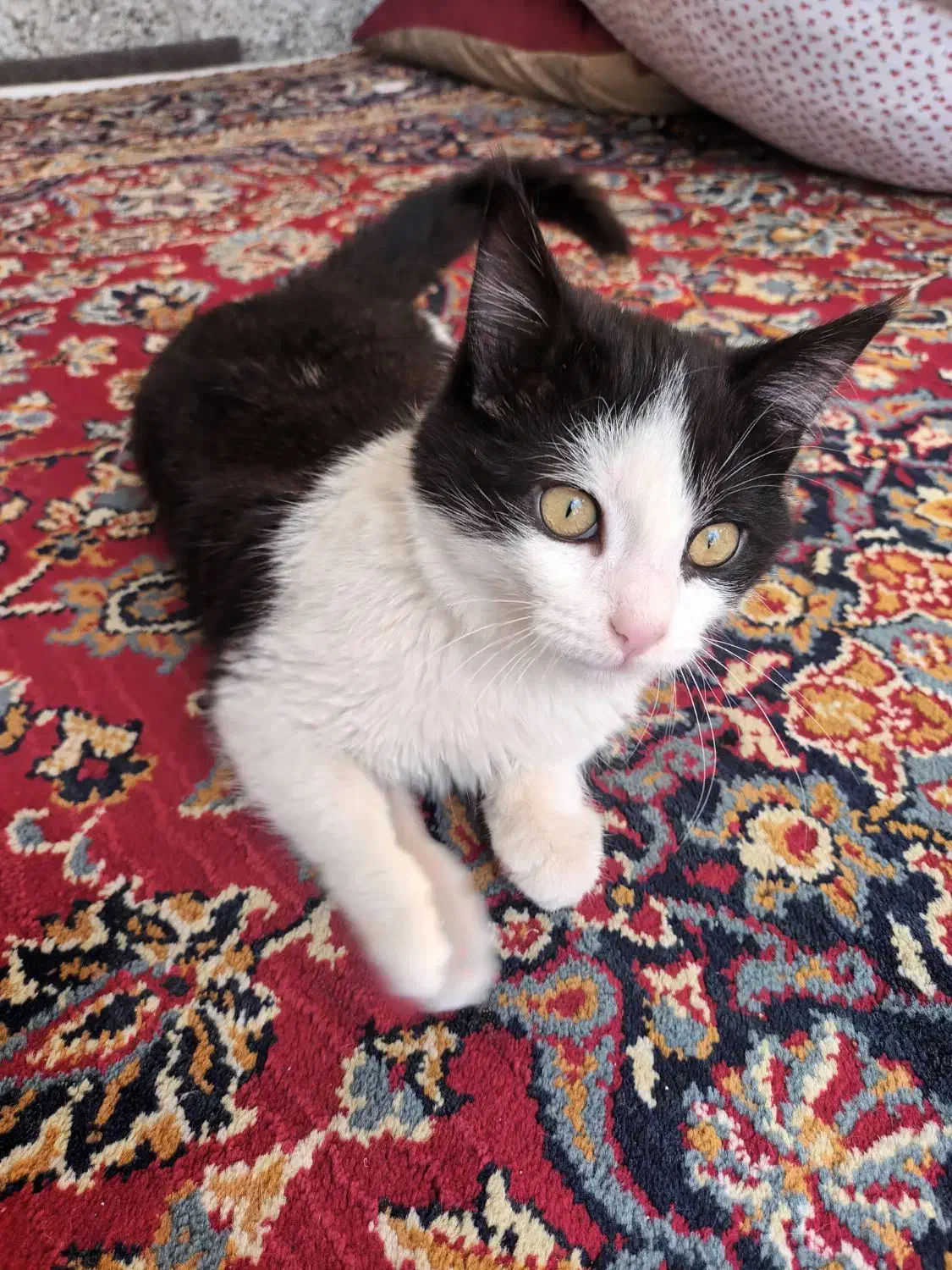 گربه نر پنج ماهه|گربه|رباط‌کریم, رباط‌کریم|دیوار