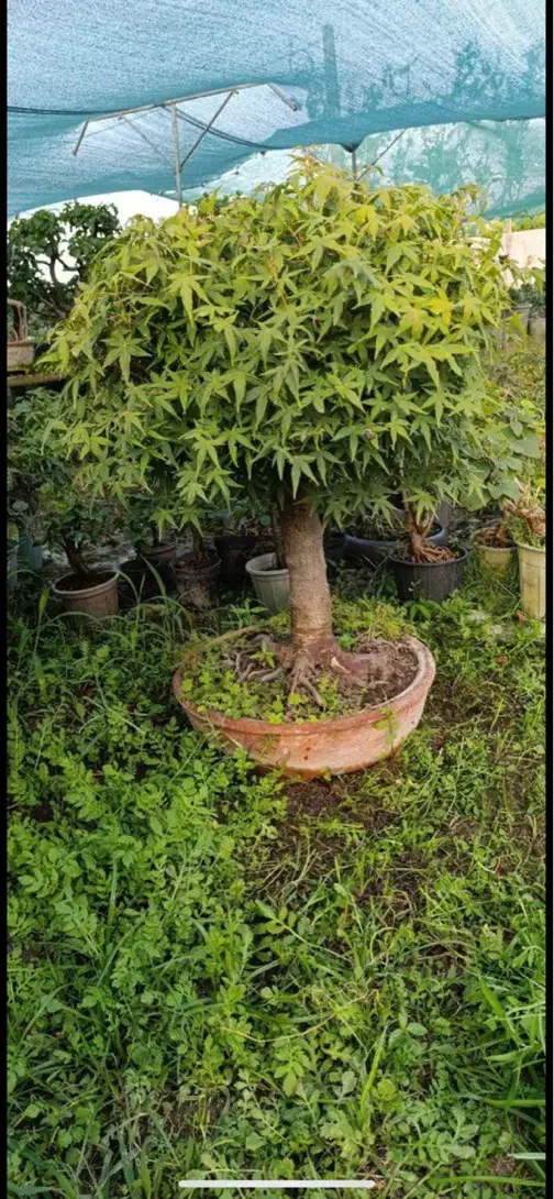 بنسای افرا|گل و گیاه طبیعی|تهران, استاد معین|دیوار