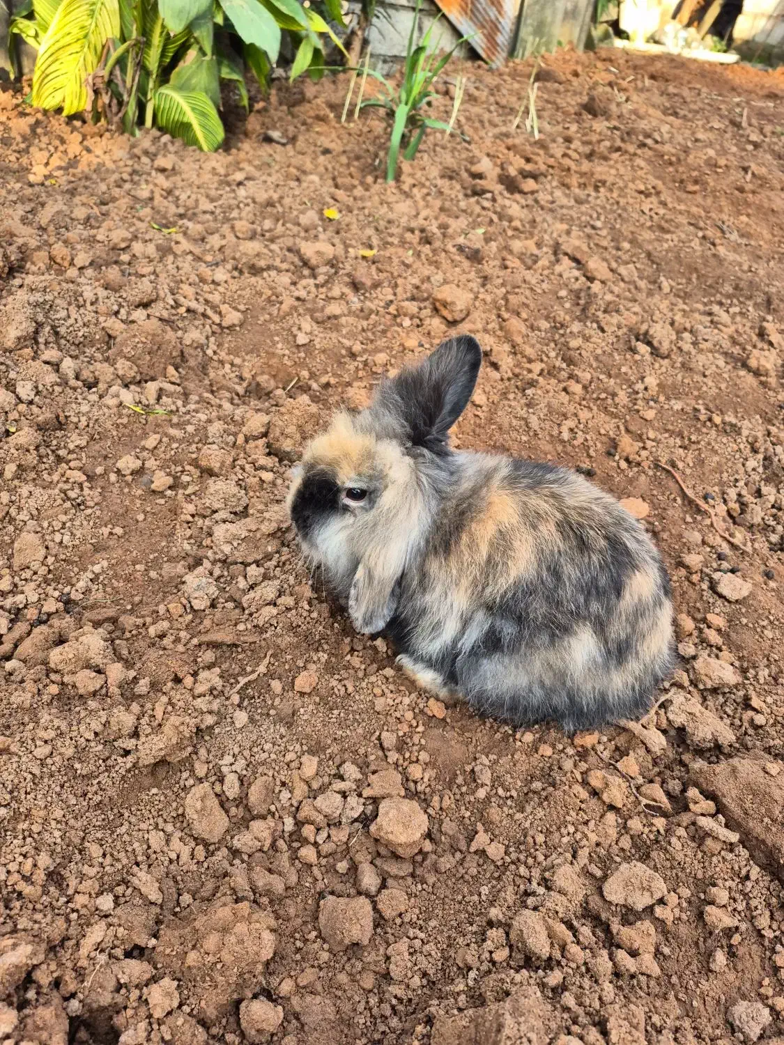 خرگوش لوپی اصلی|موش و خرگوش|لاهیجان, پردسر|دیوار