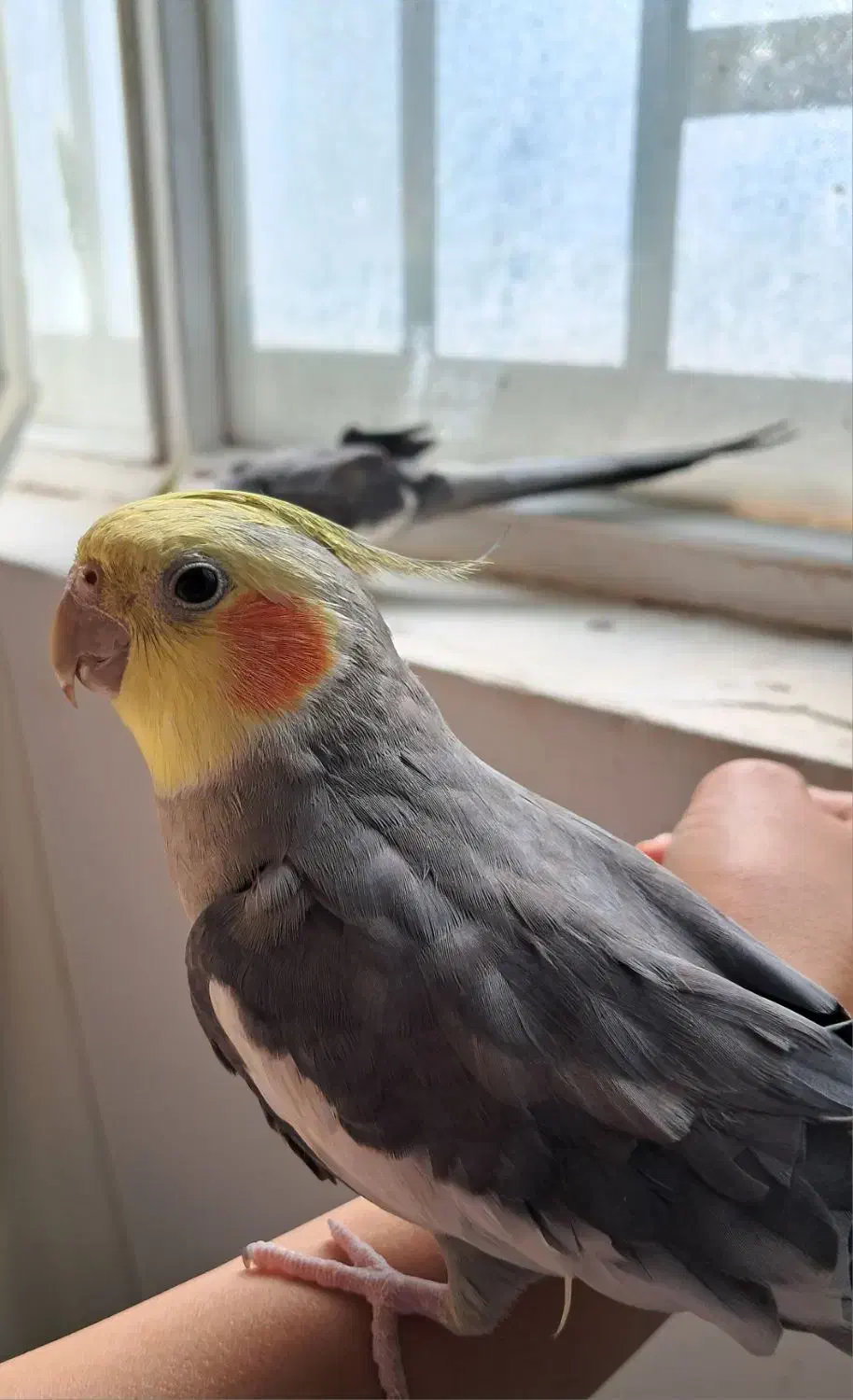 دوعدد عروس‌هلندی‌نر.دستی سخنگو|پرنده|قیدار, |دیوار