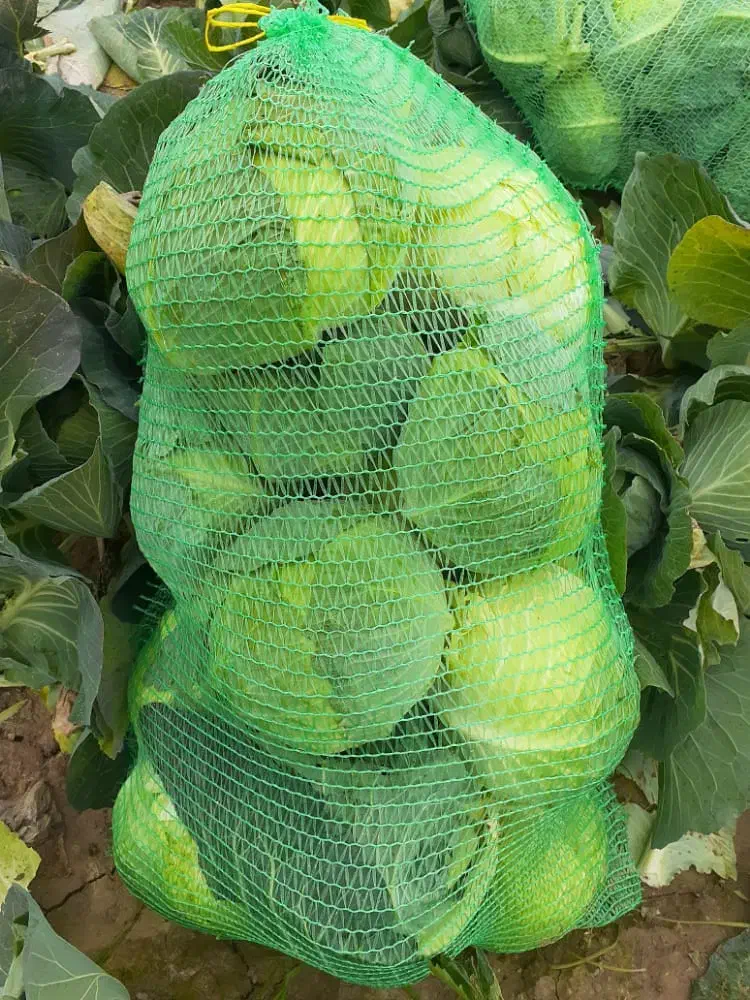 کلم برا گاوداری تحویل|خوردنی و آشامیدنی|اصفهان, جلفا|دیوار