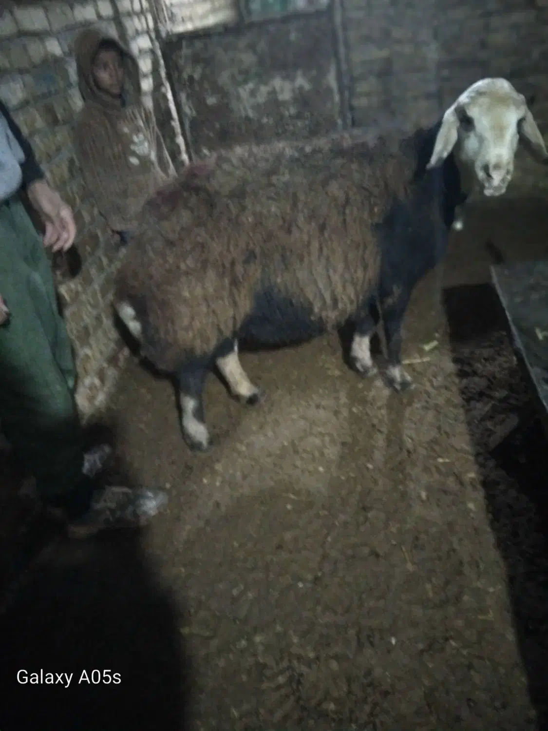 گوسفند|حیوانات مزرعه|زاوه, |دیوار