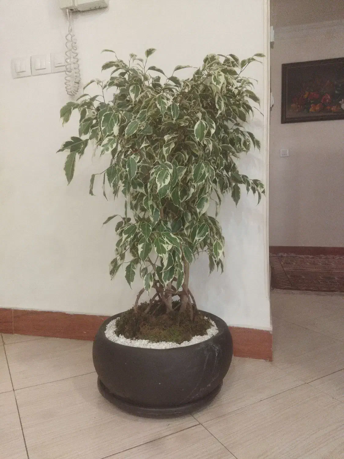 بنجامین بونسای سه تایی|گل و گیاه طبیعی|فردیس, خیام شرقی|دیوار