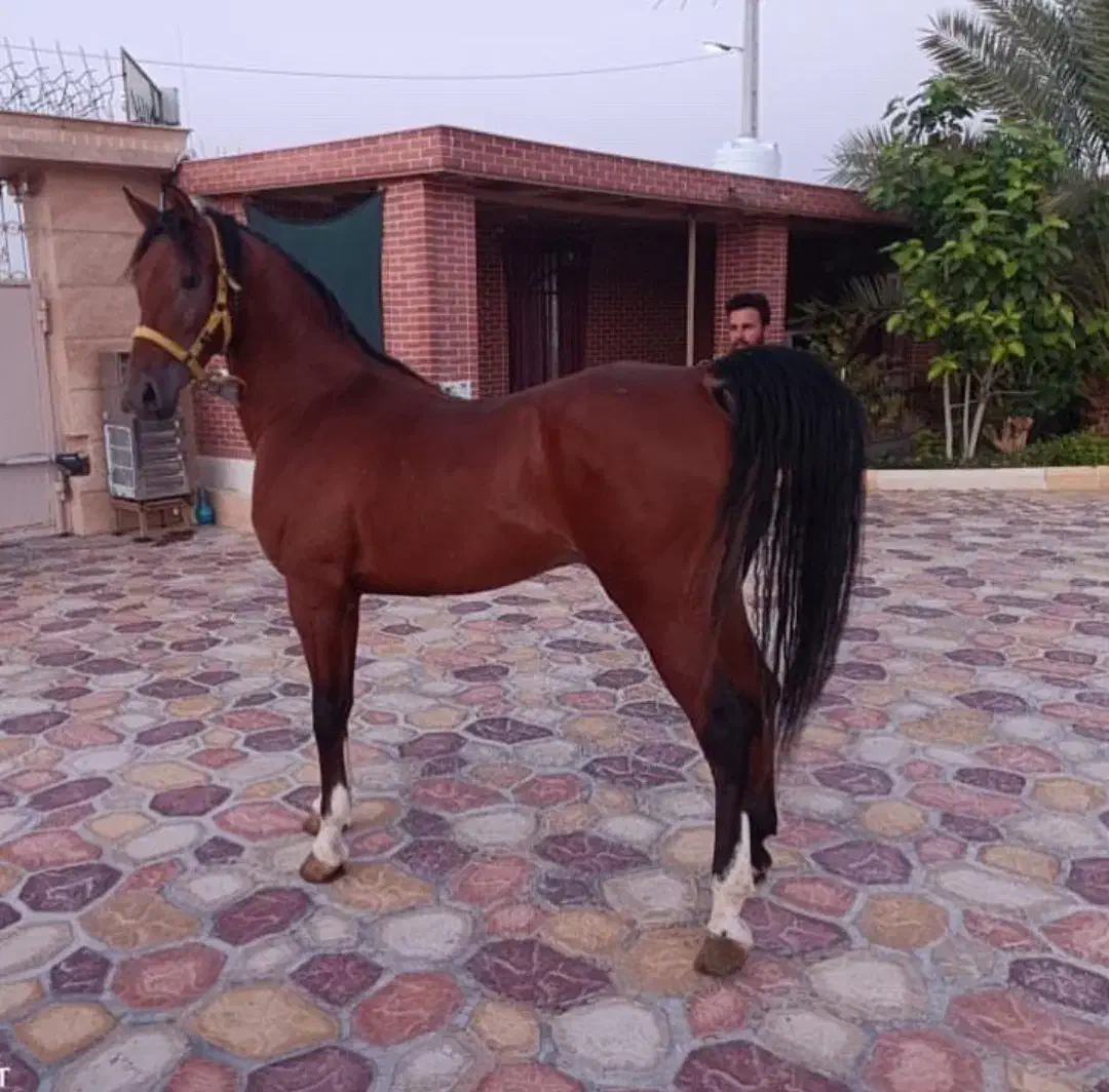 اسب|اسب و تجهیزات اسب‌سواری|زنجان, |دیوار