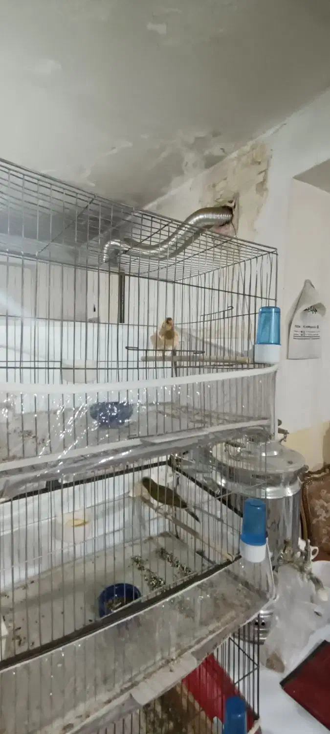 قناری|پرنده|سراب, |دیوار