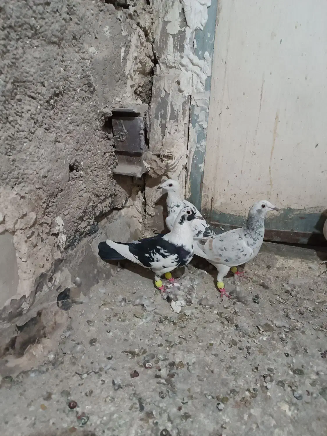 کفتر شهرستانی|پرنده|کرج, شهرک نهال و بذر|دیوار