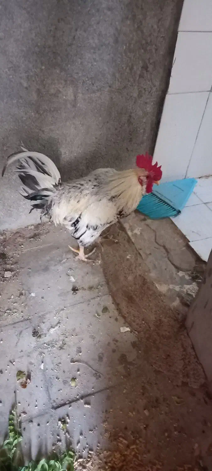 خروس محلی زیبا و سنگین کوهچنار|حیوانات مزرعه|کوه چنار, |دیوار