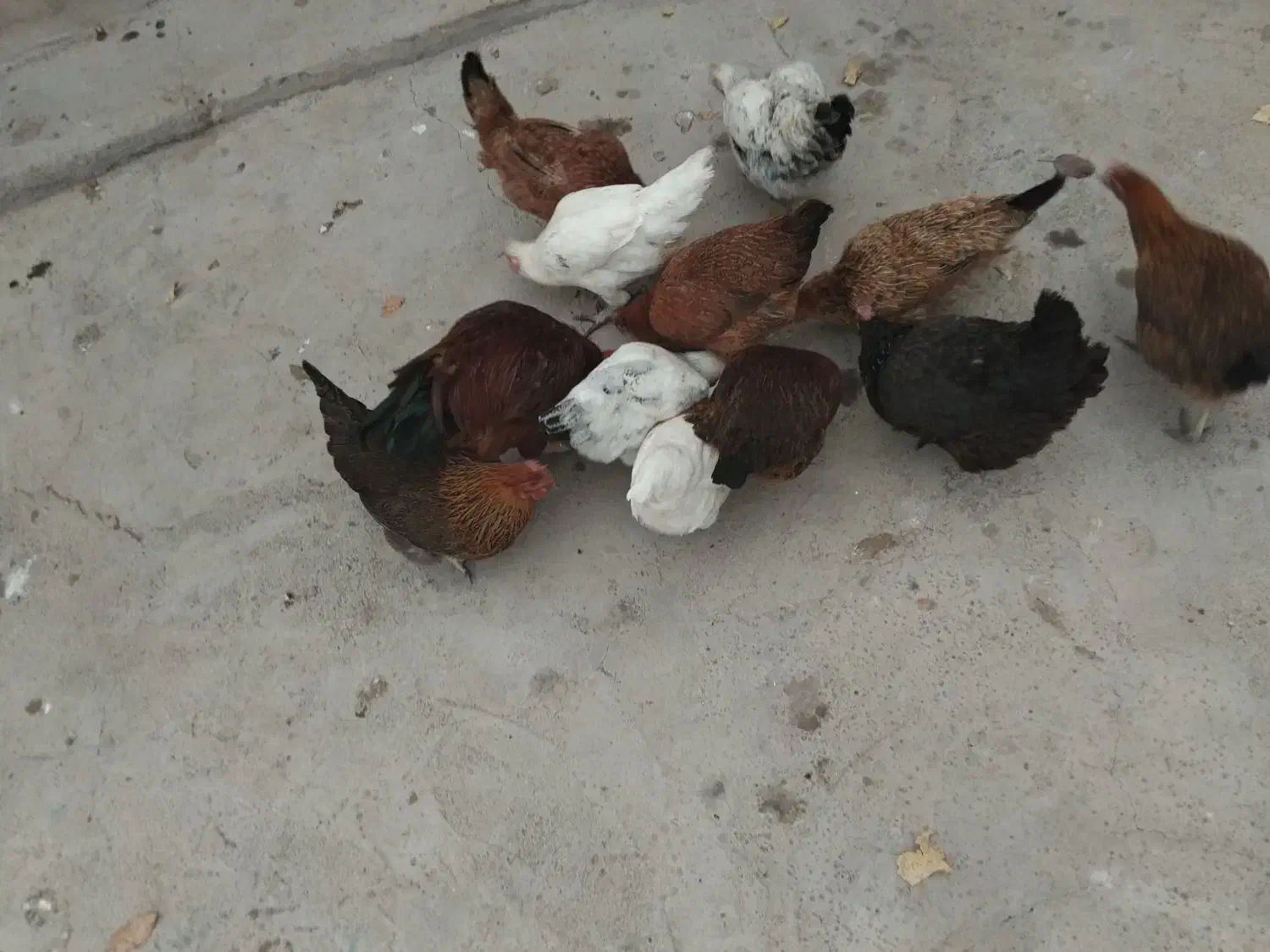 فروشی مرغ و خروس|حیوانات مزرعه|هیر, |دیوار