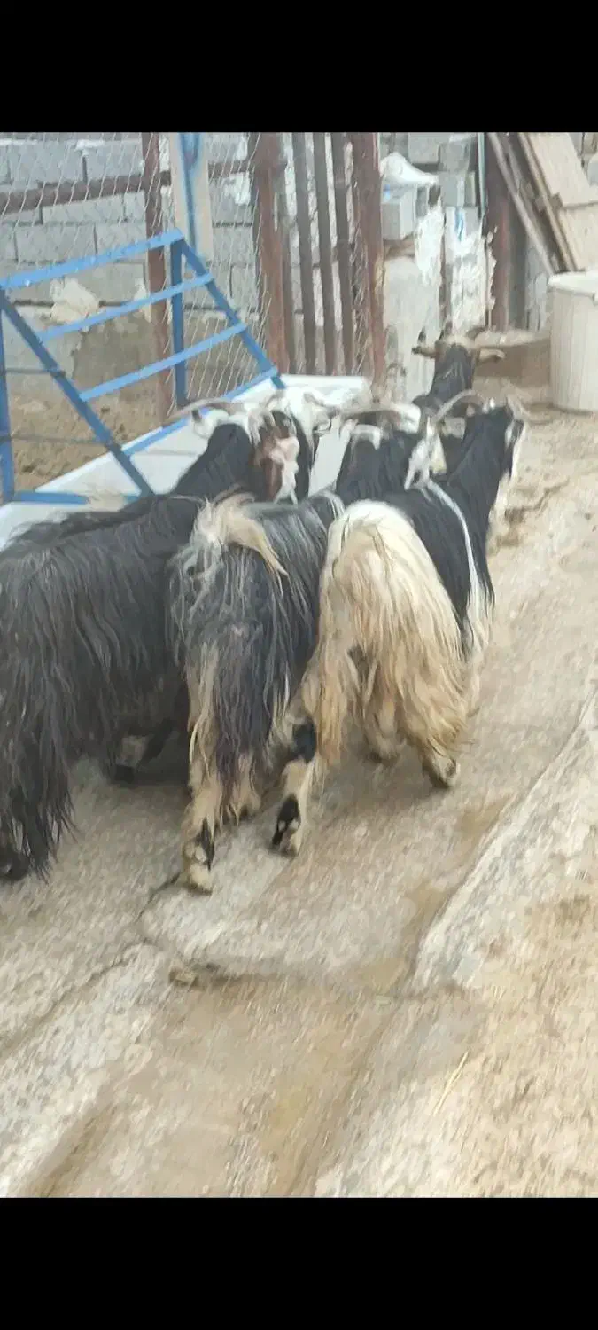 بز لری|حیوانات مزرعه|بهبهان, |دیوار