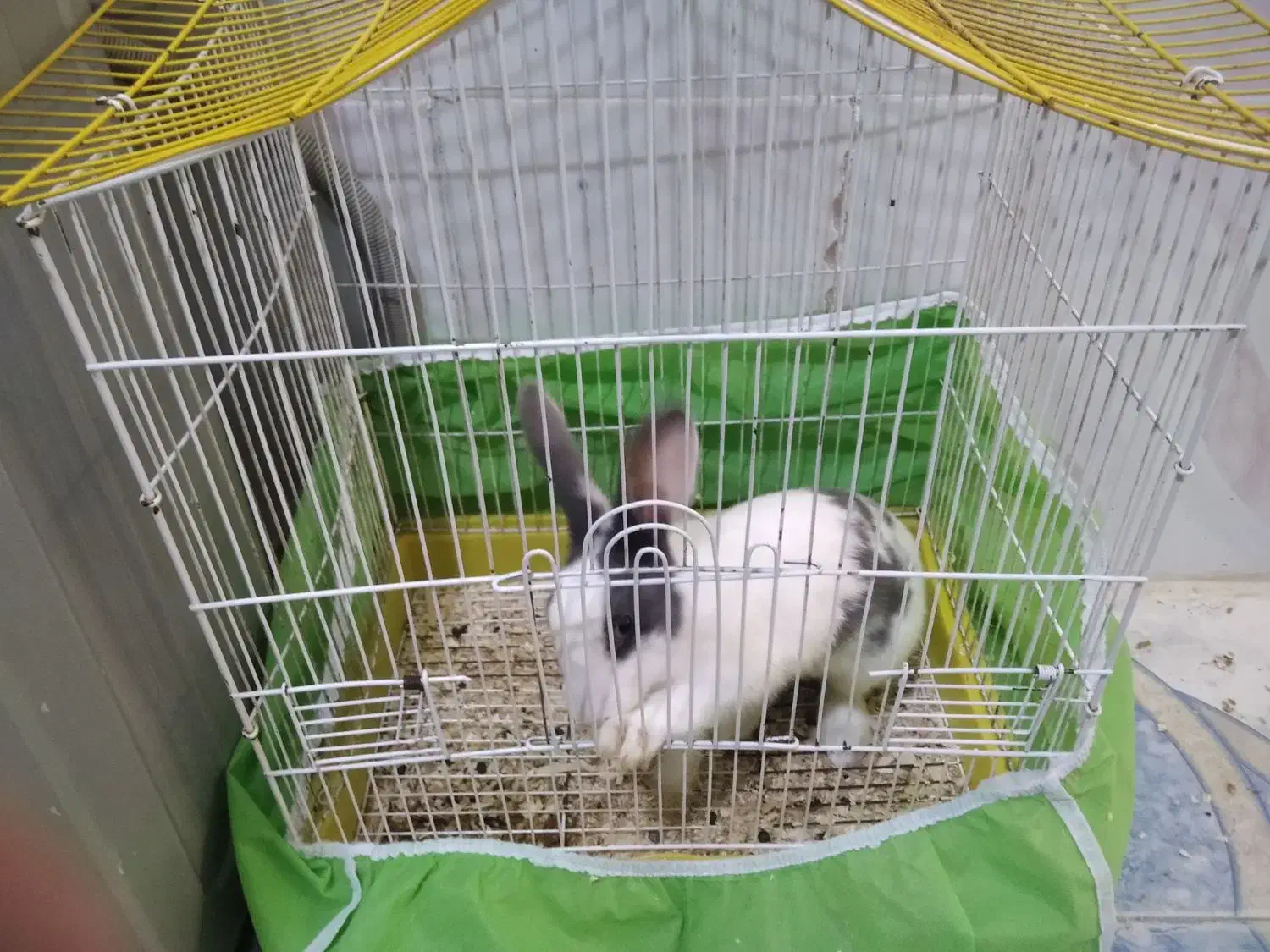 خرگوش بالغ|موش و خرگوش|نیشابور, شهرک رسولی|دیوار