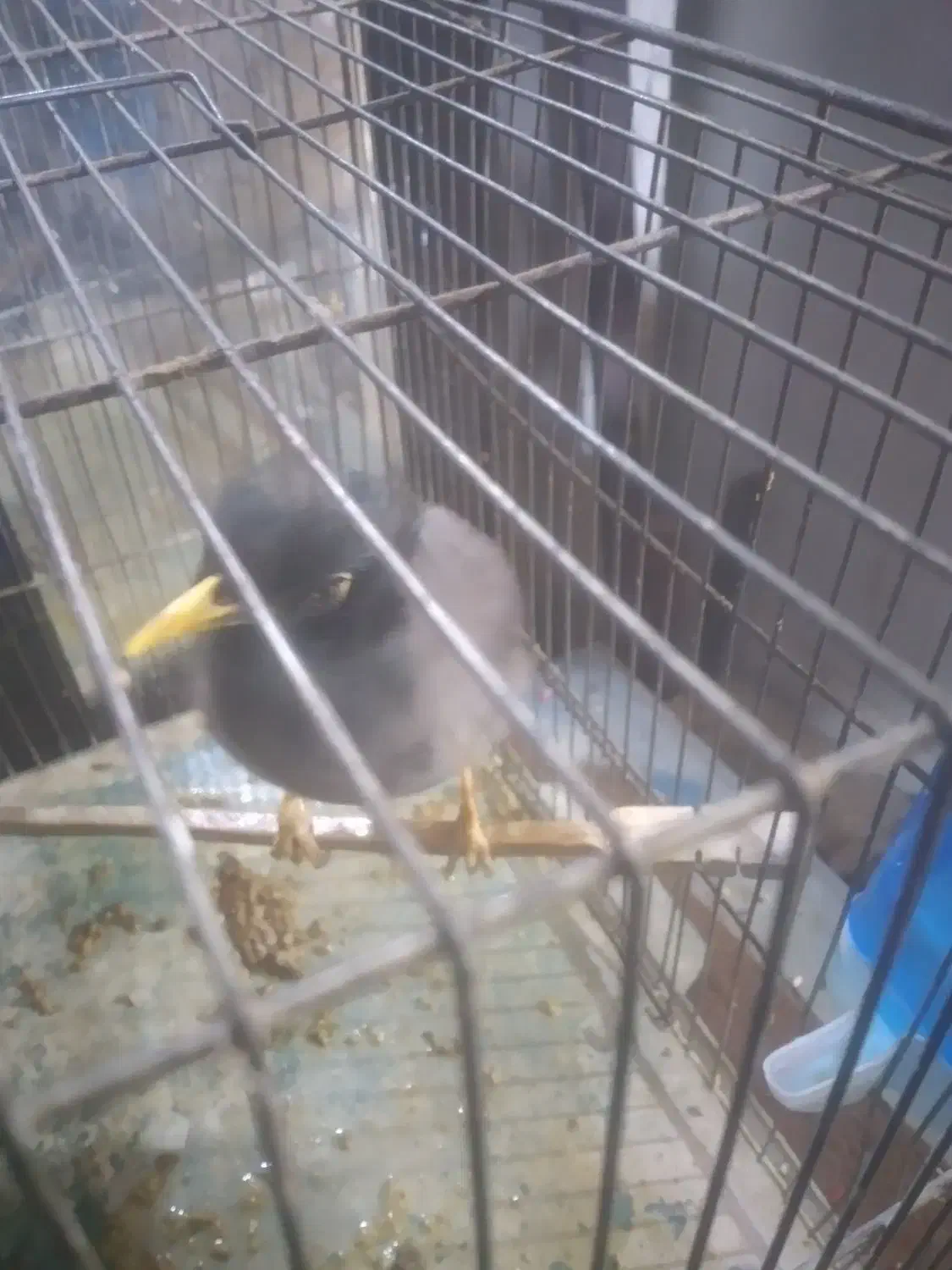 فروش  پرنده   .  مرغ مینا    دستی|پرنده|تهران, جوانمردان (اندیشه)|دیوار