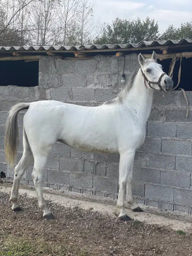 مادیان کرد 5 سال درشت دولا فقیر ارام شکم خالی|اسب و تجهیزات اسبسواری|رشت, حومه رشت|دیوار