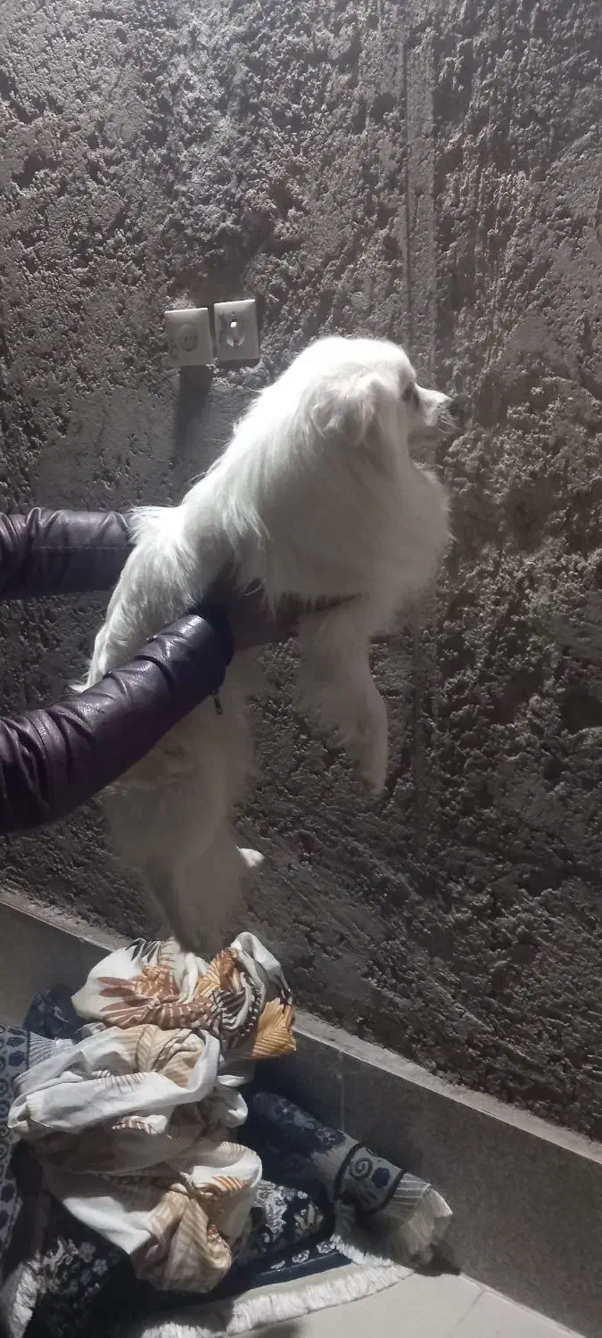 فروش سگ|سگ|راور, |دیوار