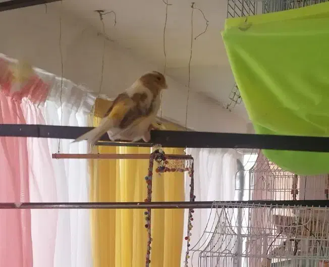 قناری|پرنده|تهران, افسریه شمالی|دیوار