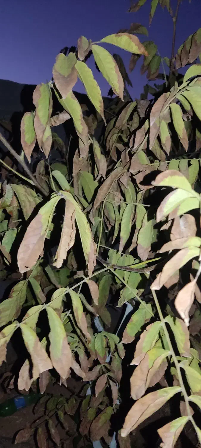 مشاوره در امور زراعی و باغی|خدمات باغبانی و درختکاری|شیراز, تندگویان|دیوار