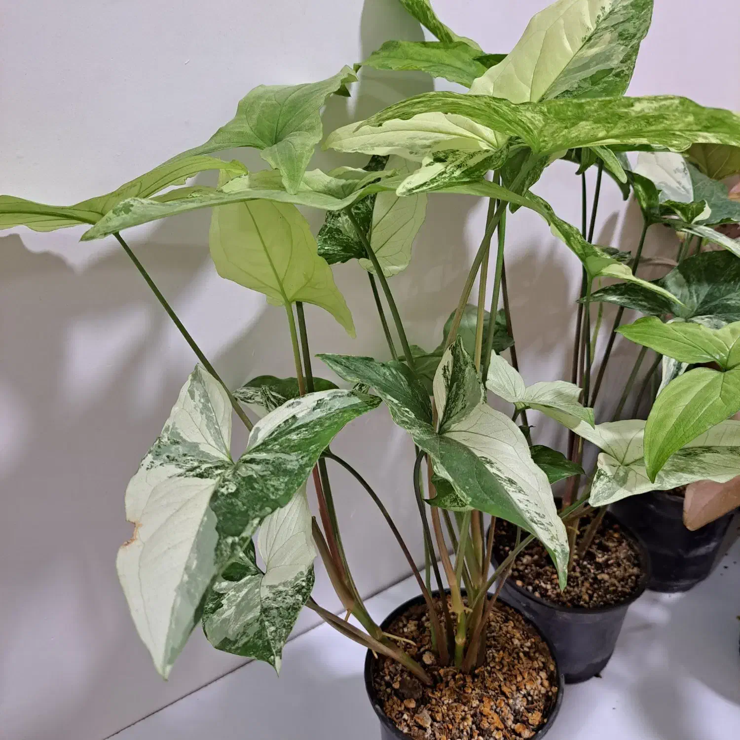 گل سینگینیوم ابلق وصورتی بال فرشته|گل و گیاه طبیعی|ساری, |دیوار