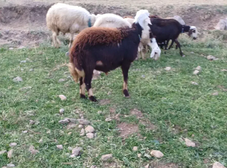 برقوچ ۸ماهه کله عروس|حیوانات مزرعه|بروجرد, |دیوار