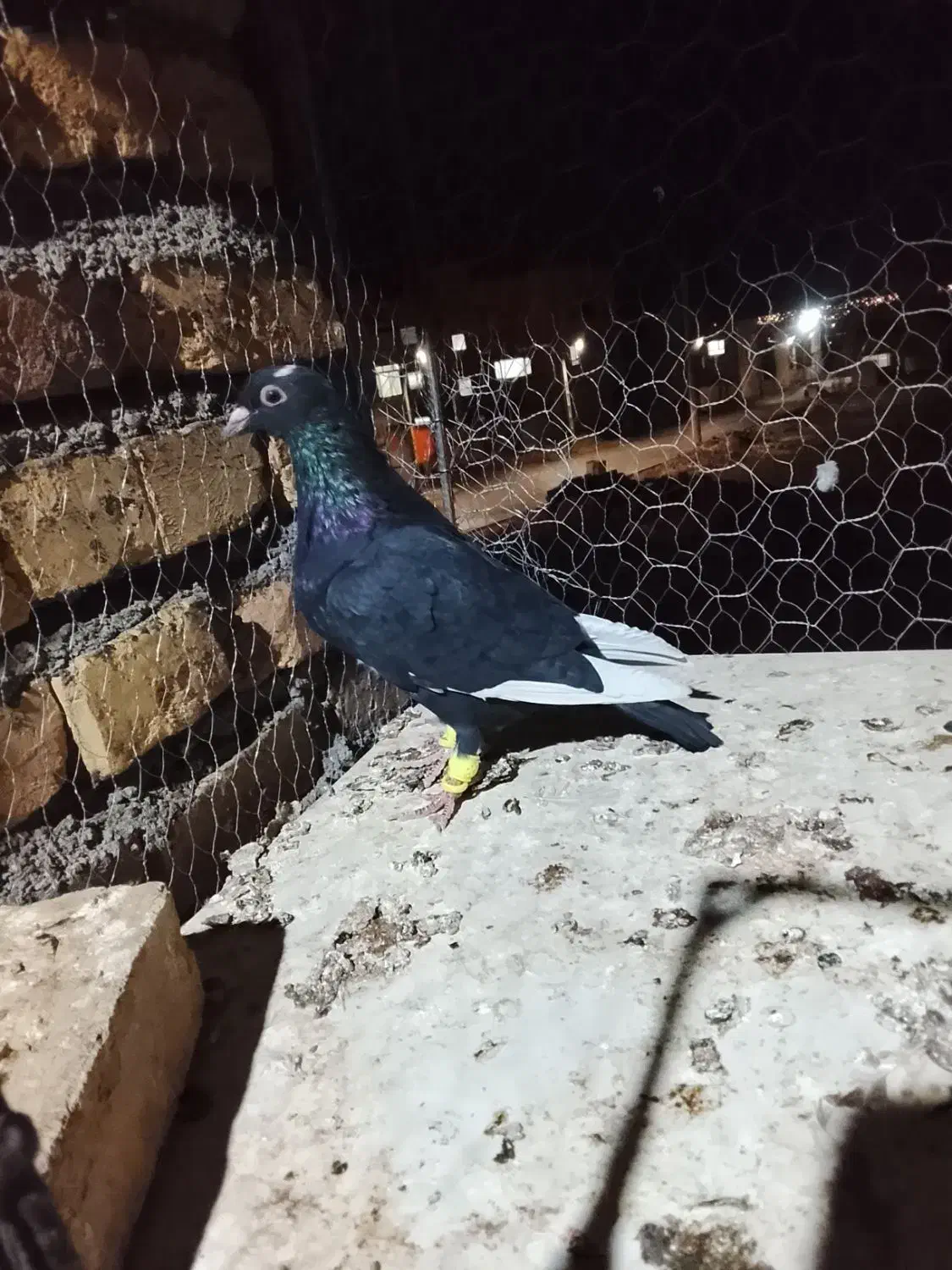 مینا سیاه خوشکل دستا۶به۶|پرنده|بیرجند, |دیوار