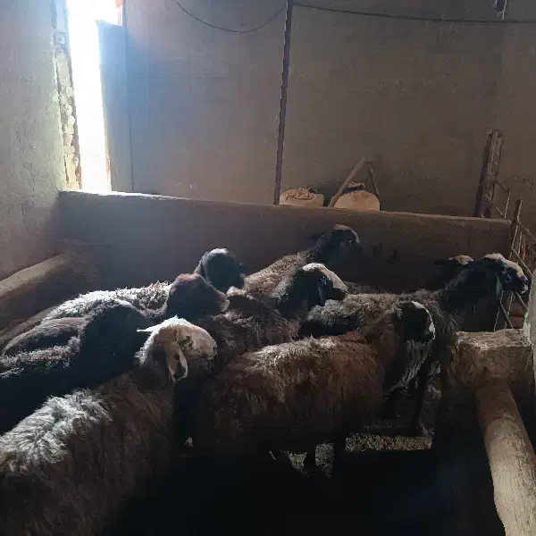 میش ابستن|حیوانات مزرعه|اسفرورین, |دیوار