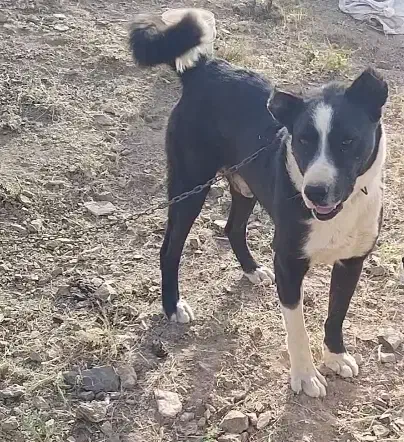 سگ گله درجه 1|سگ|گلپایگان, |دیوار