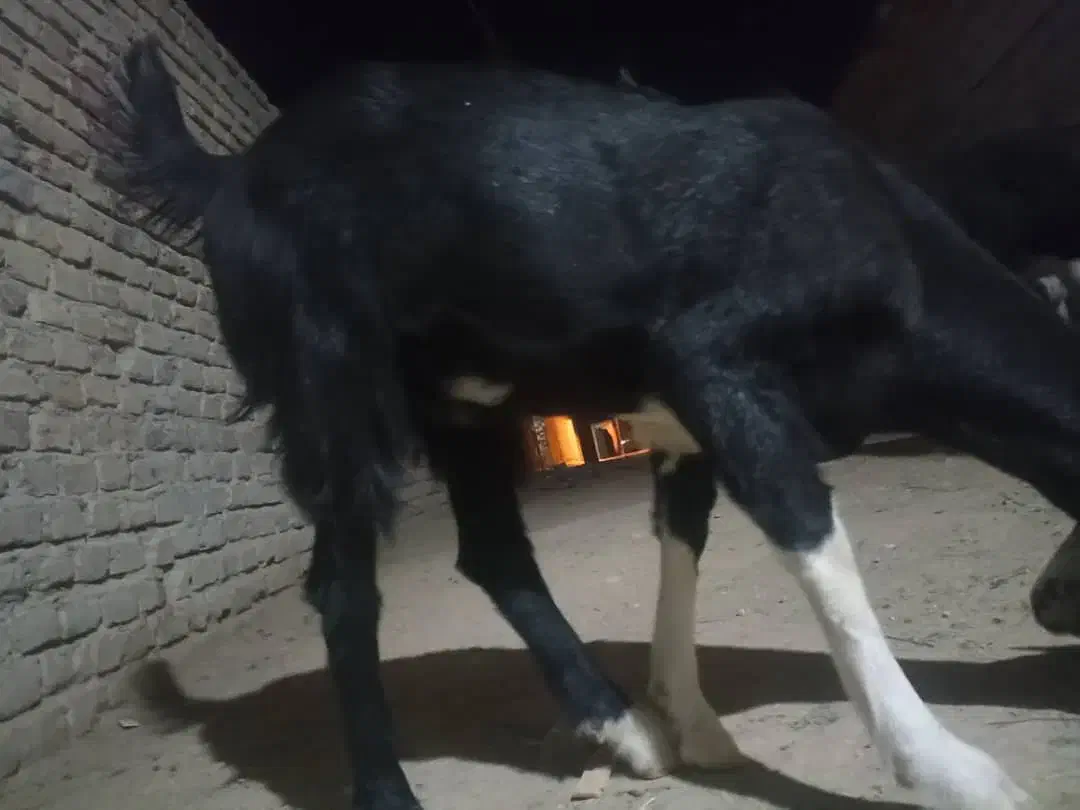 گوسفند برای مالداری خوب است|حیوانات مزرعه|سراوان, |دیوار