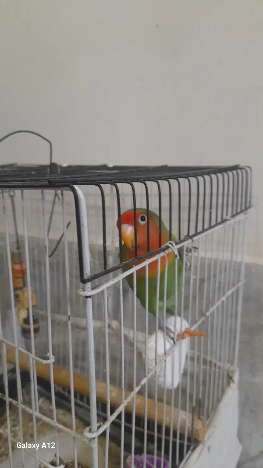 یک عدد طوطی برزیلی با قفس|پرنده|باغستان, |دیوار