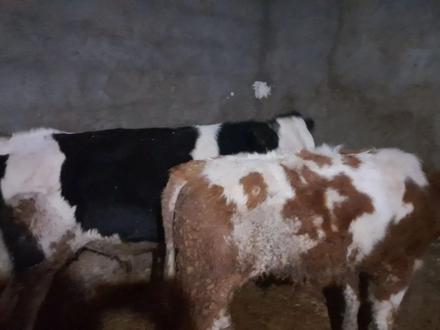 گوساله سیمینتال نر|حیوانات مزرعه|کرمانشاه, |دیوار