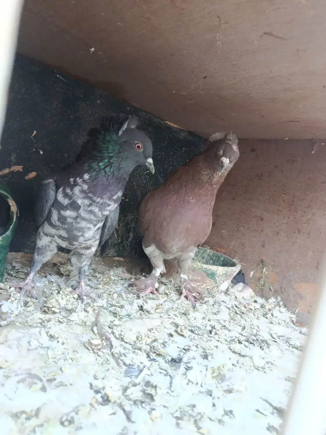 دو جفت کفتر تزیینی رواعب|پرنده|قم, شهرک مهدیه (مدرس)|دیوار